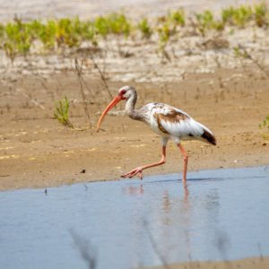 9 Reasons Why You Should Go On Vacation in South Padre Island