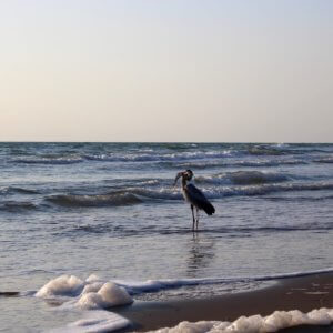 Unveil the Hidden Treasures of South Padre Island with South Padre Trips