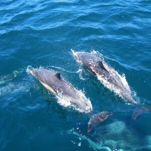 South Padre Island’s Natural Wonders: Exploring Wildlife and Eco-Friendly Activities