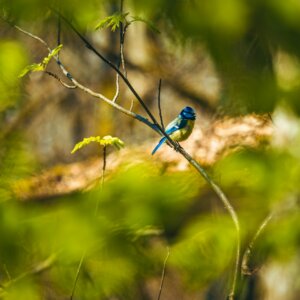 Discover the Wildlife of South Padre Island