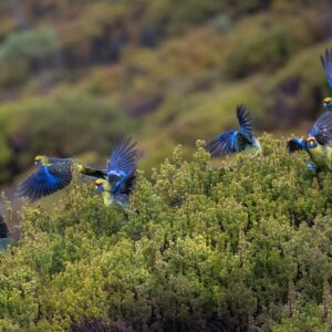 Easy Wildlife Watching Tips on South Padre Island