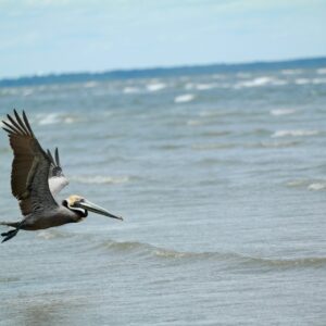 Wildlife to Watch on South Padre Island