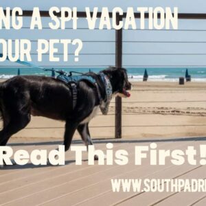 Pet-Friendly South Padre Island Condos: A Local Guide to Vacationing With Your Pet