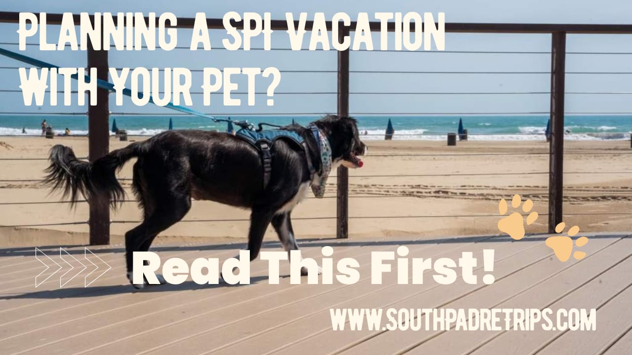 Pet-Friendly South Padre Island Condos